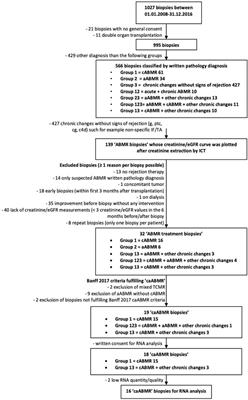 Histologic and Molecular Patterns in Responders and Non-responders With Chronic-Active Antibody-Mediated Rejection in Kidney Transplants